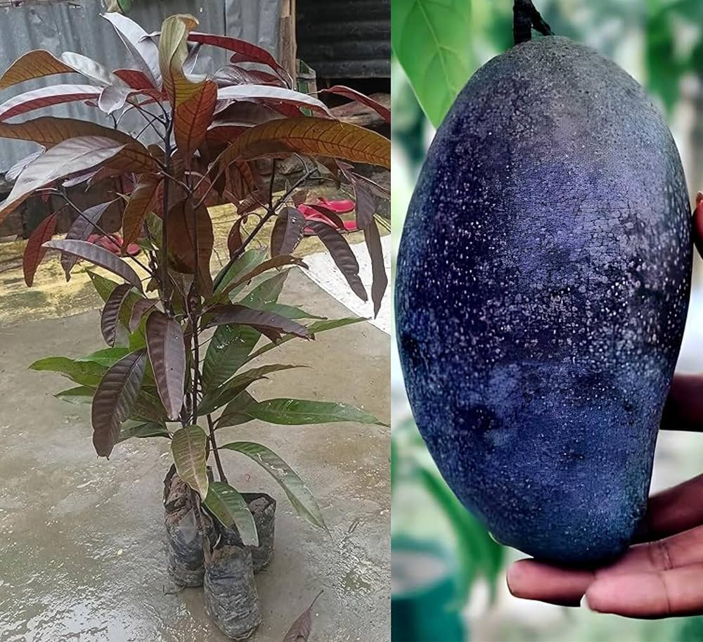 Black Stone Mango Plant | Rare Sweet Mango | Premium Grafted Hybrid — photo 2