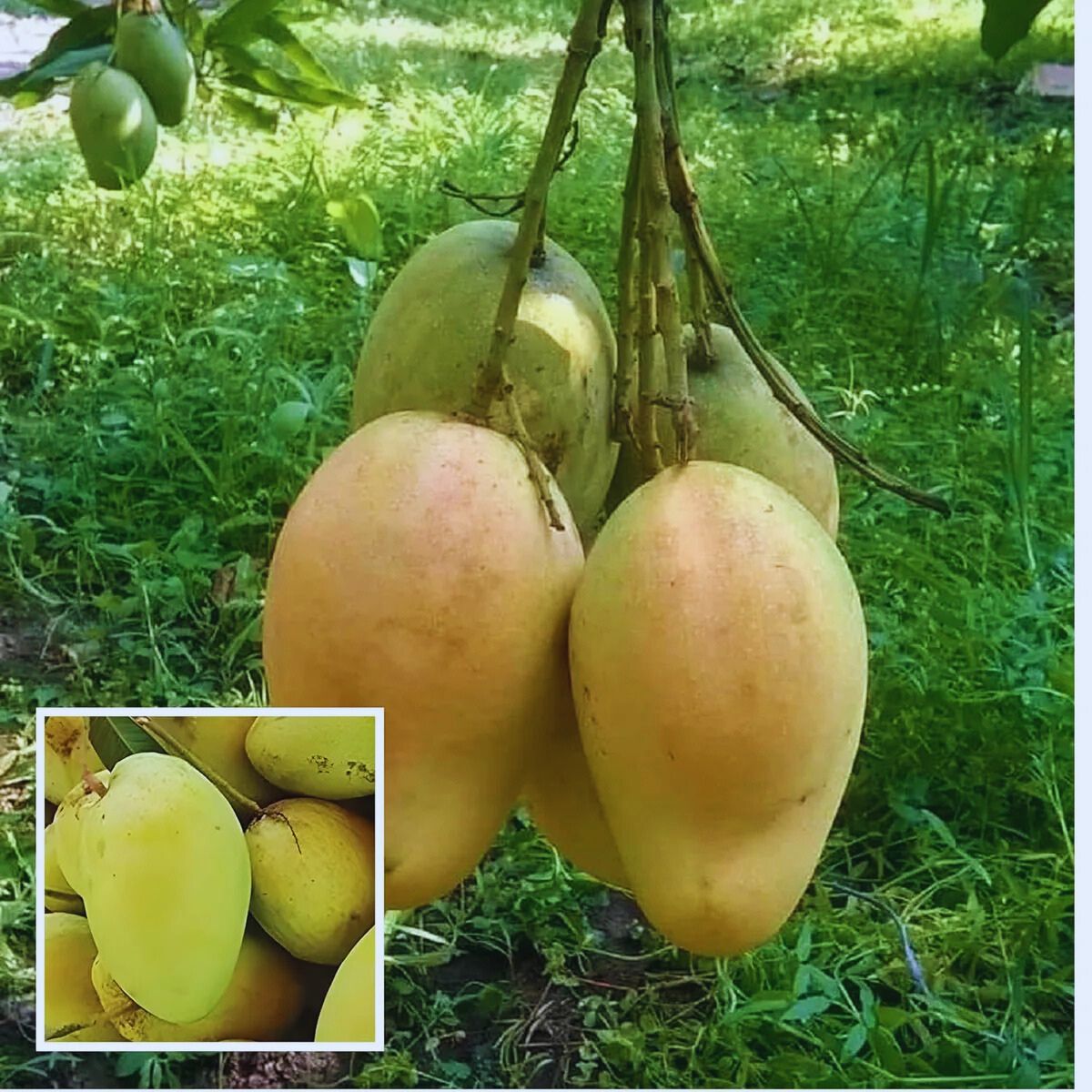 Bari 11 Mango Plant | Sweet Bangladeshi Mango | Premium Grafted Hybrid
