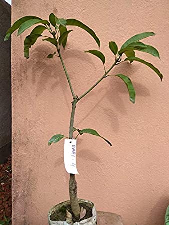 Bari 11 Mango Plant | Sweet Bangladeshi Mango | Premium Grafted Hybrid — photo 2