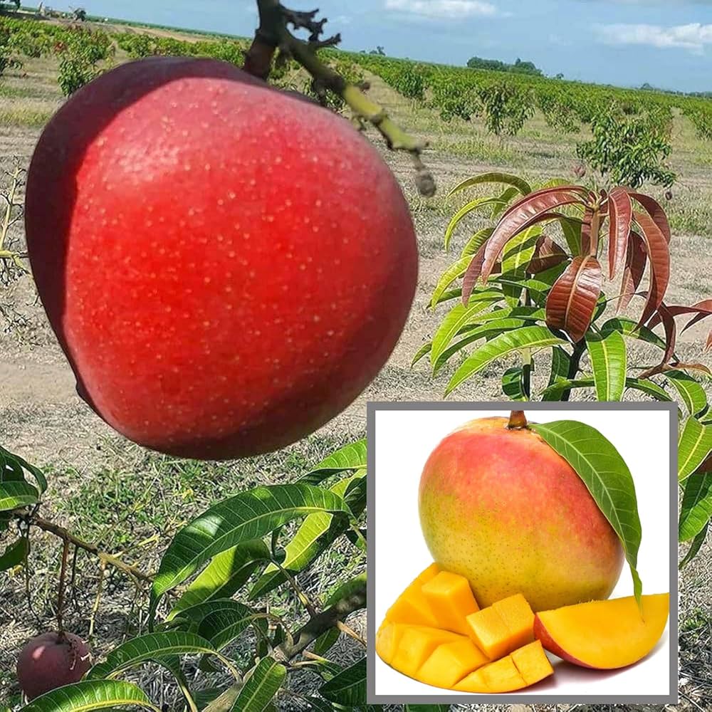 Apple Mango Plant | Sweet Crispy Mango | Premium Grafted Hybrid