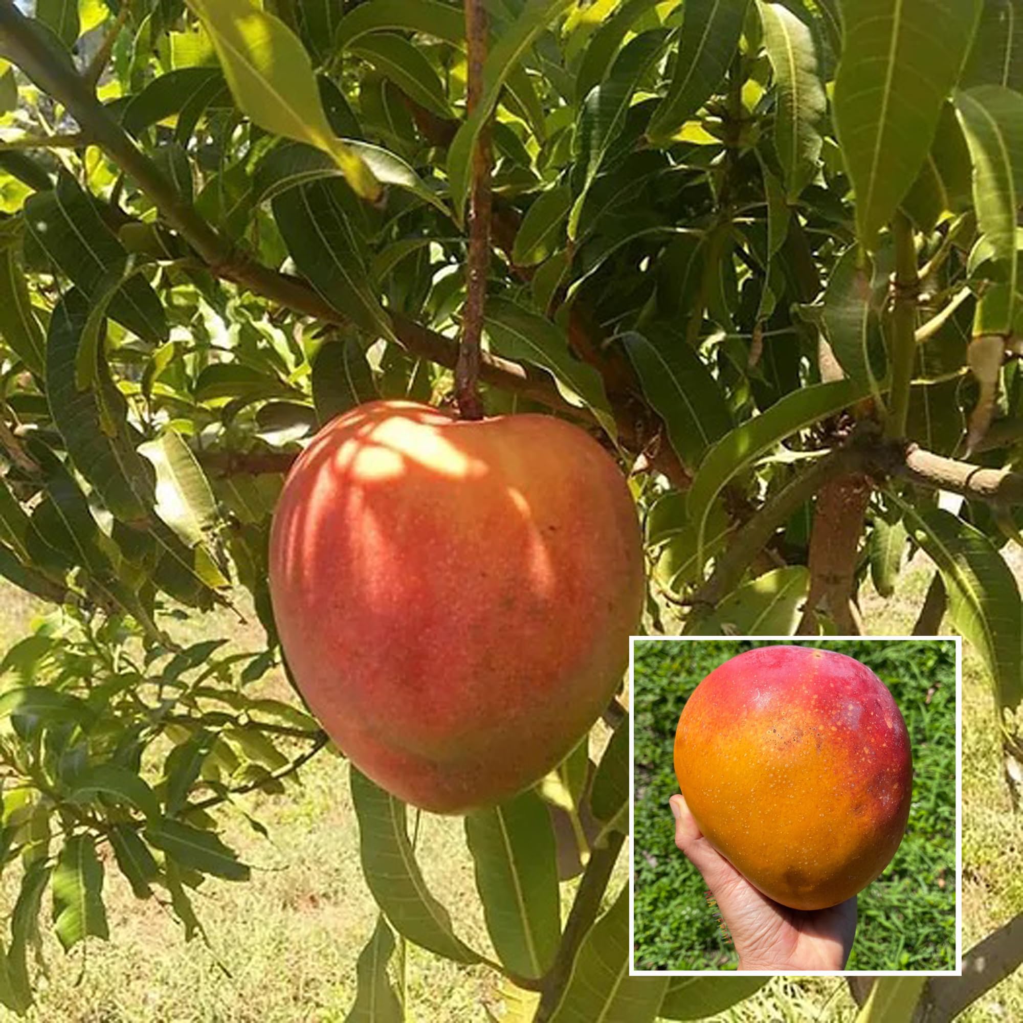Apple Mango Plant | Sweet Crispy Mango | Premium Grafted Hybrid — photo 2