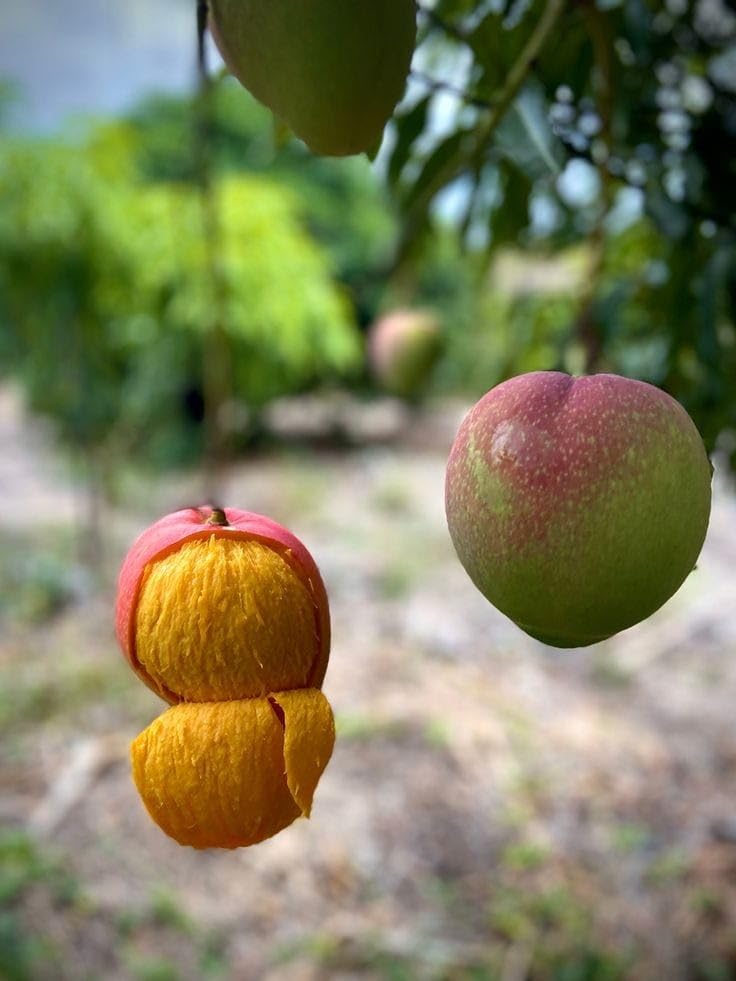 Apple Mango Plant | Sweet Crispy Mango | Premium Grafted Hybrid — photo 3