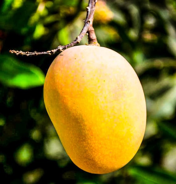 Alphonso Mango Plant | King of Mangoes | Premium Grafted Hybrid