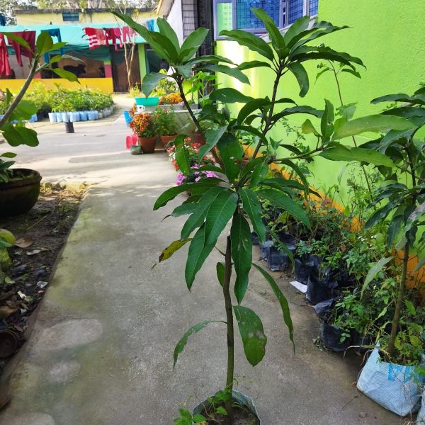 Alphonso Mango Plant | King of Mangoes | Premium Grafted Hybrid — photo 2