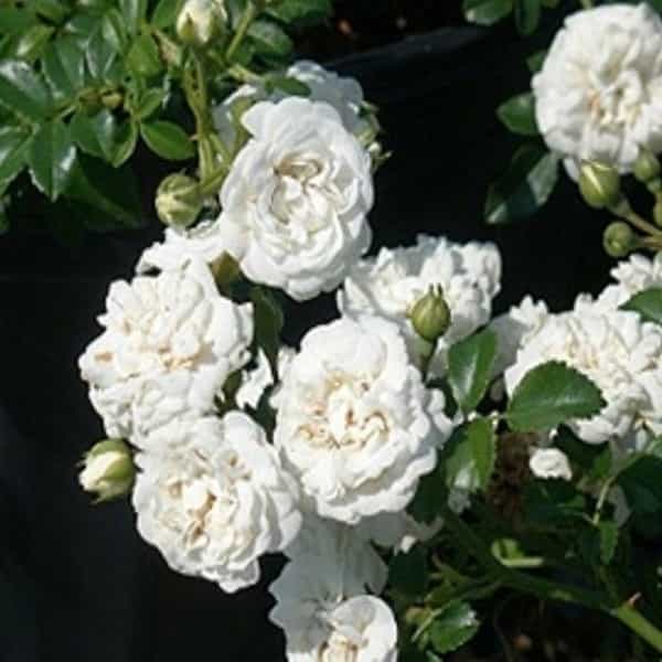 White Climbing Rose Plant | Fragrant White Flower | Fast-Growing Climber