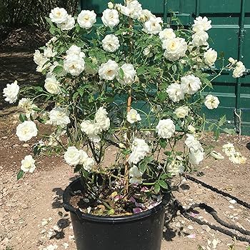 White Climbing Rose Plant | Fragrant White Flower | Fast-Growing Climber — photo 2