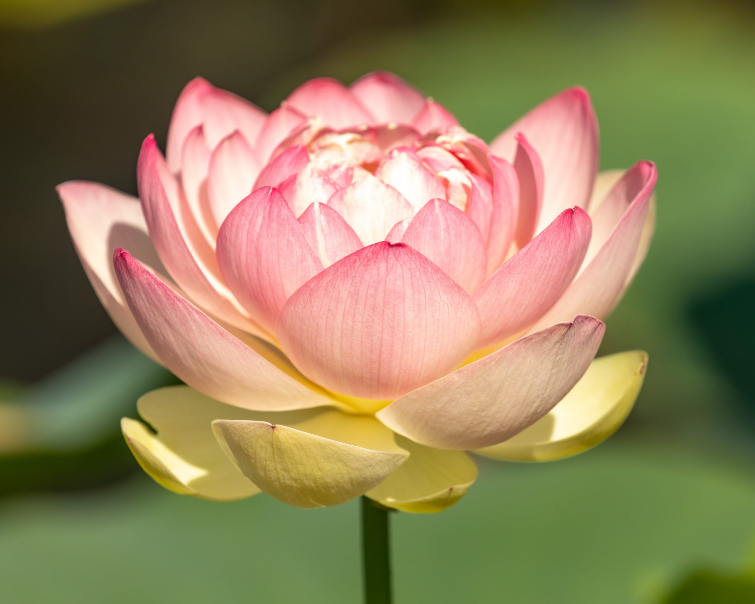 Lotus Tuber Plant | Sacred Lotus Bulbs | Fragrant Water Flower