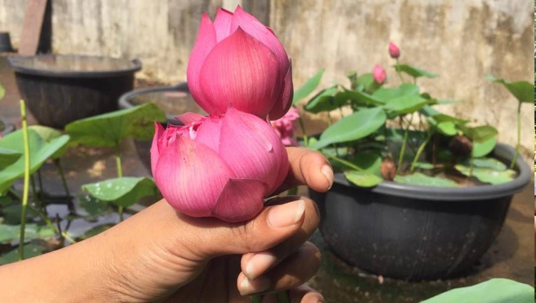 Lotus Tuber Plant | Sacred Lotus Bulbs | Fragrant Water Flower — photo 2