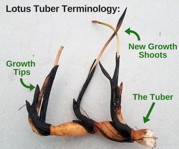 Lotus Tuber Plant | Sacred Lotus Bulbs | Fragrant Water Flower — photo 3