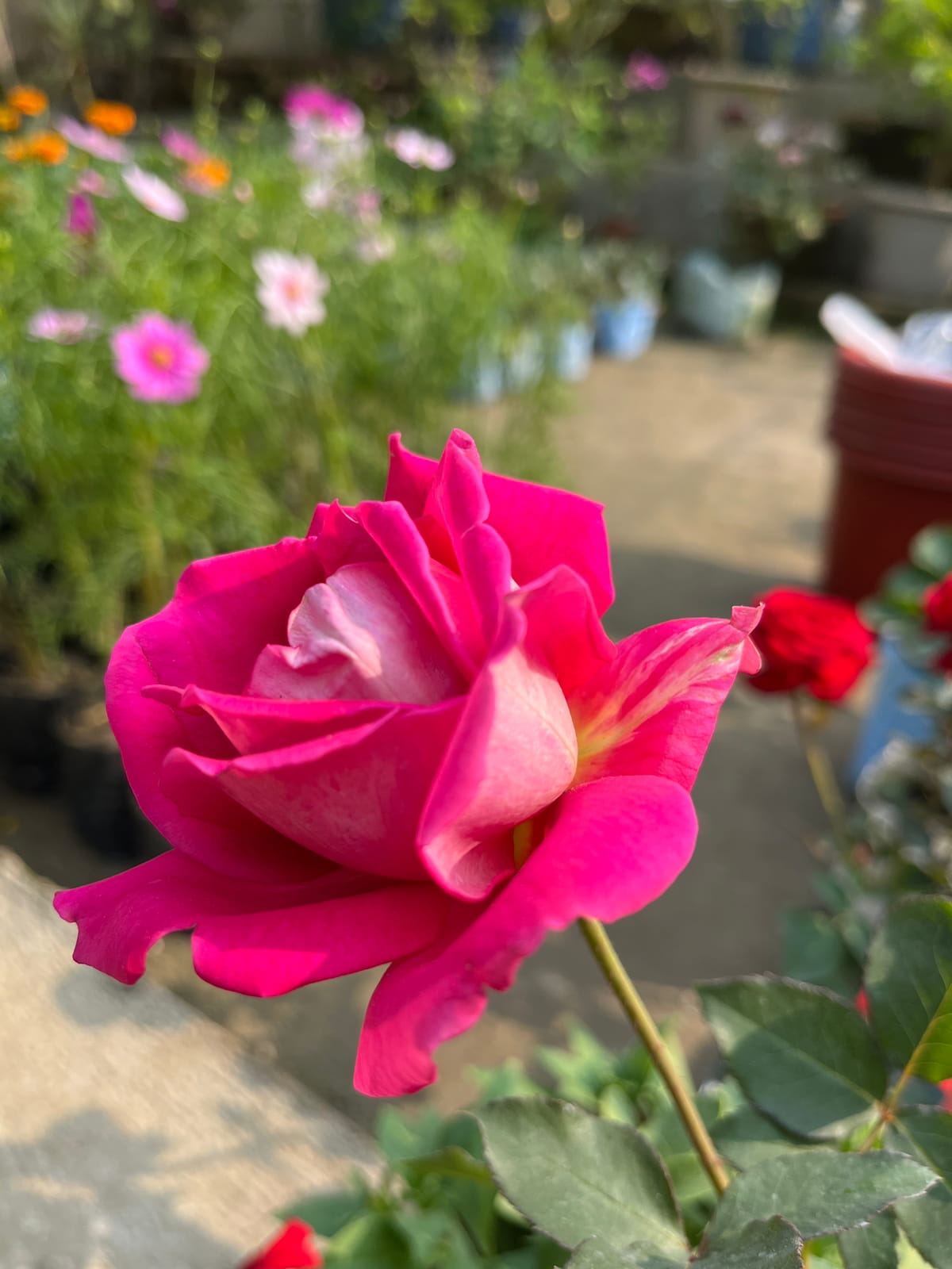 Hybrid Tea Pink Rose Plant | Big Pink Blooms | Premium Fragrant Flower