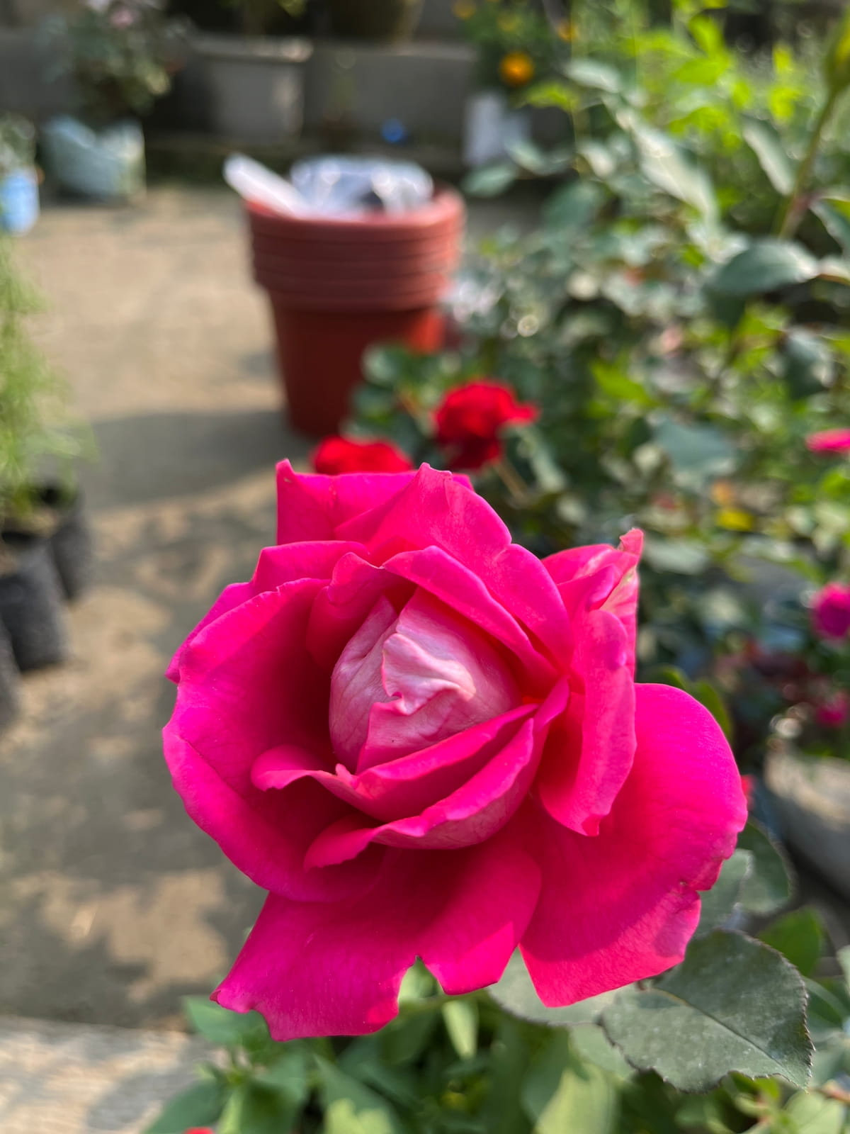 Hybrid Tea Pink Rose Plant | Big Pink Blooms | Premium Fragrant Flower — photo 2