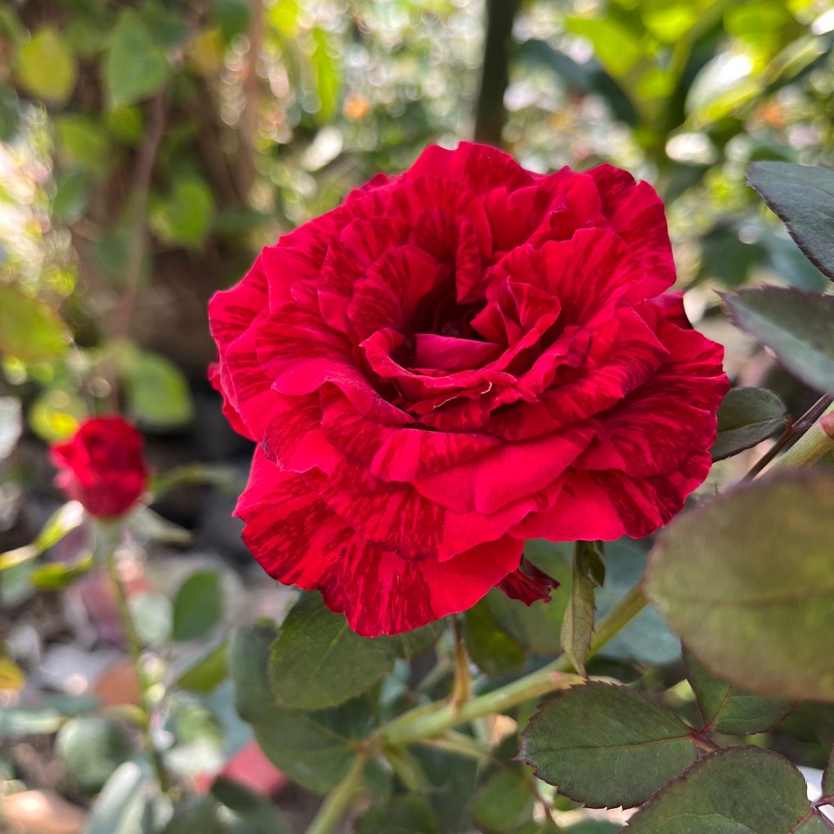 Variegated Red Rose Plant | Rare Striped Rose | Premium Fragrant Hybrid