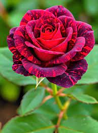 Variegated Red Rose Plant | Rare Striped Rose | Premium Fragrant Hybrid — photo 2