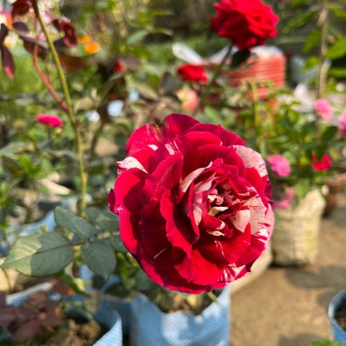 Variegated Striped Red Rose Plant | Rare Grafted Rose | Premium Fragrant Hybrid