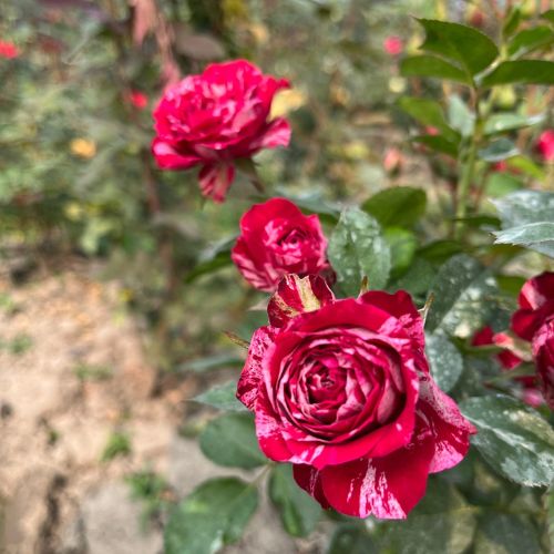 Variegated Striped Red Rose Plant | Rare Grafted Rose | Premium Fragrant Hybrid — photo 2