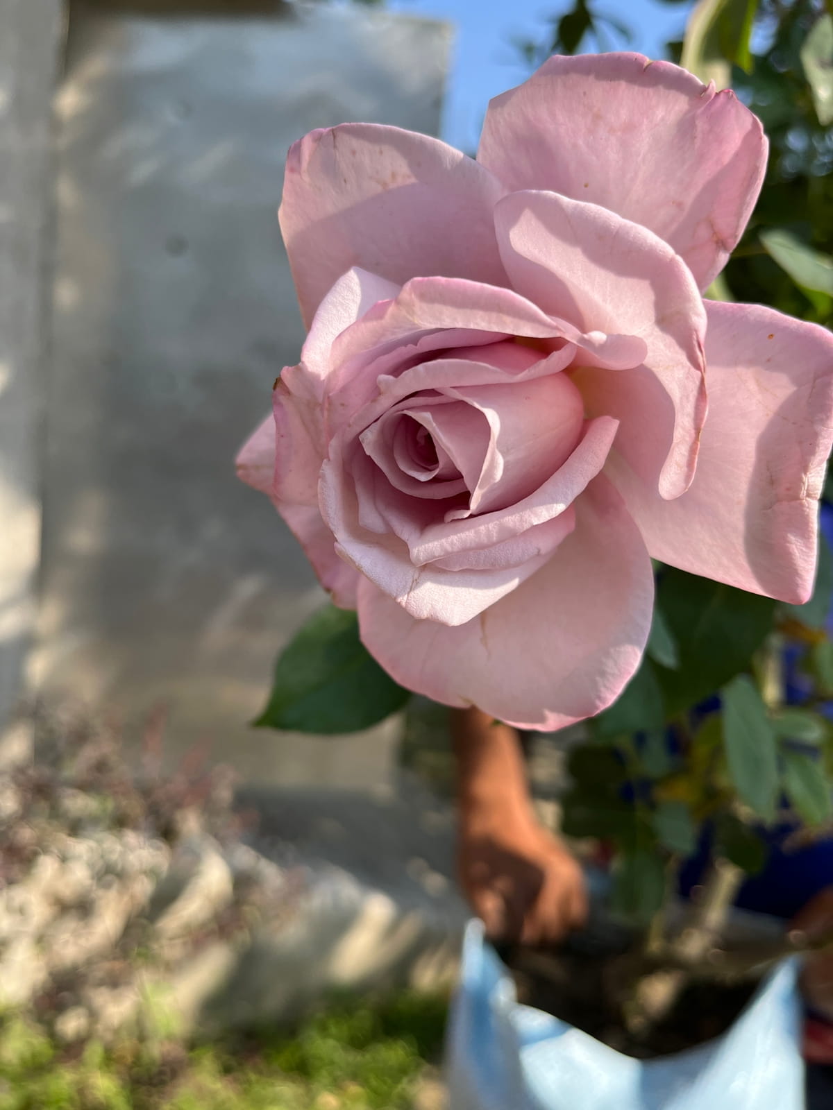 Light Pink Rose Plant | Hybrid Tea Rose | Premium Fragrant Grafted Flower
