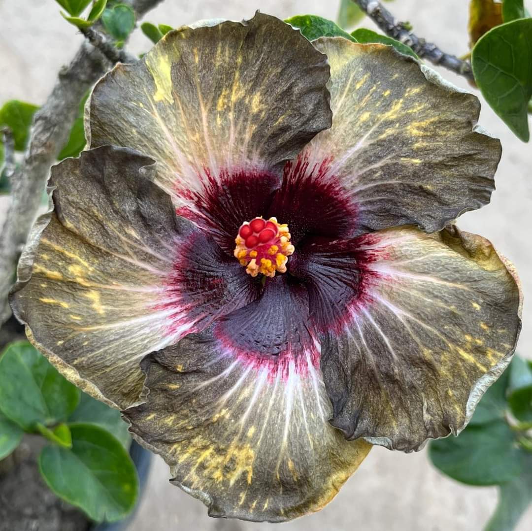 Australian Exotic Hibiscus Plant | Rare Black-Grey Flower | Premium Hybrid Variety
