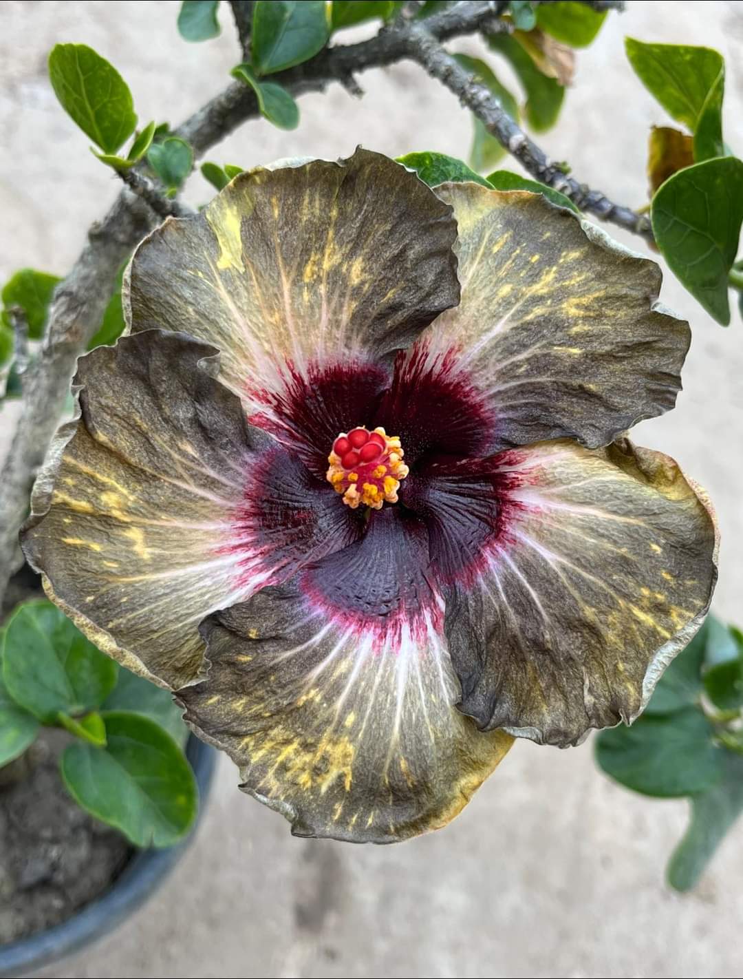 Australian Exotic Hibiscus Plant | Rare Black-Grey Flower | Premium Hybrid Variety — photo 2
