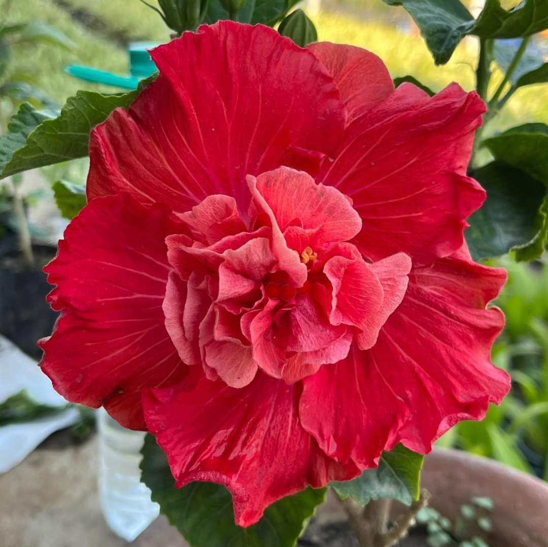 Australian Double Red Hibiscus Plant | Premium Hybrid | Big Deep Red Blooms