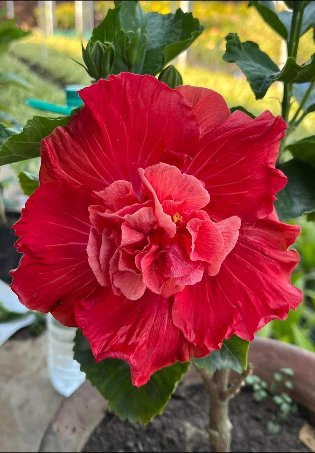 Australian Double Red Hibiscus Plant | Premium Hybrid | Big Deep Red Blooms — photo 2