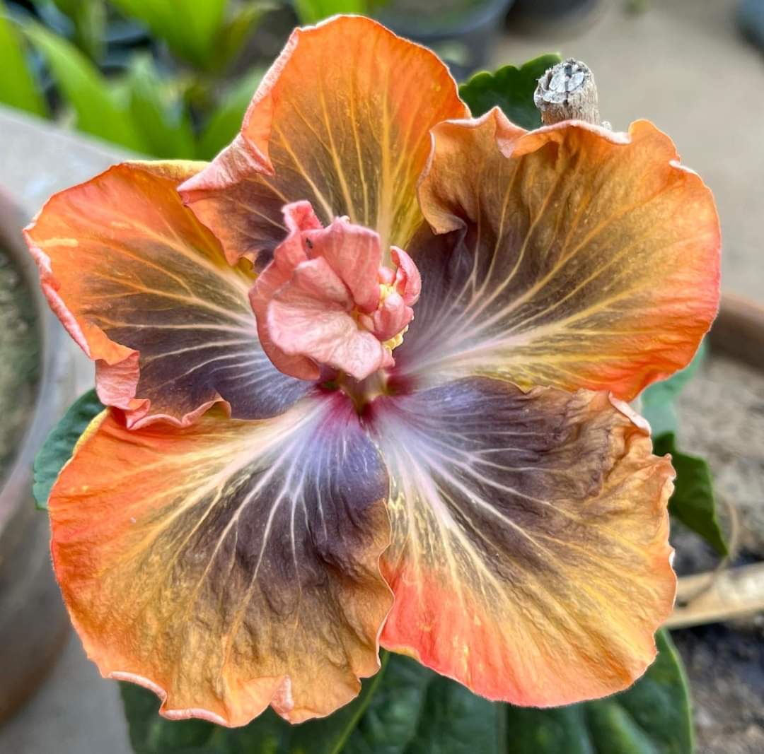 Australian Multicolor Hibiscus Plant | Rare Orange-Gold Hybrid | Exotic Blooming Variety