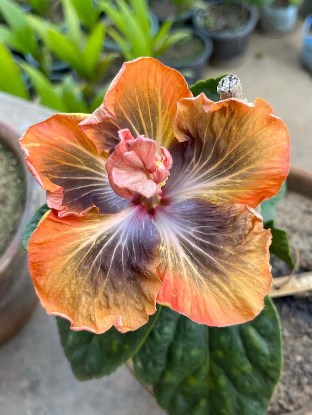 Australian Multicolor Hibiscus Plant | Rare Orange-Gold Hybrid | Exotic Blooming Variety — photo 2