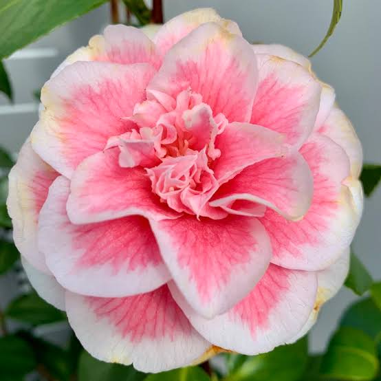 Camellia Japonica Plant | Pink-White Double Bloom | Premium Flowering Variety