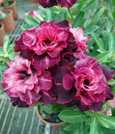 Grafted Adenium Plant | Double Wine-Red Desert Rose | Premium Blooming Variety