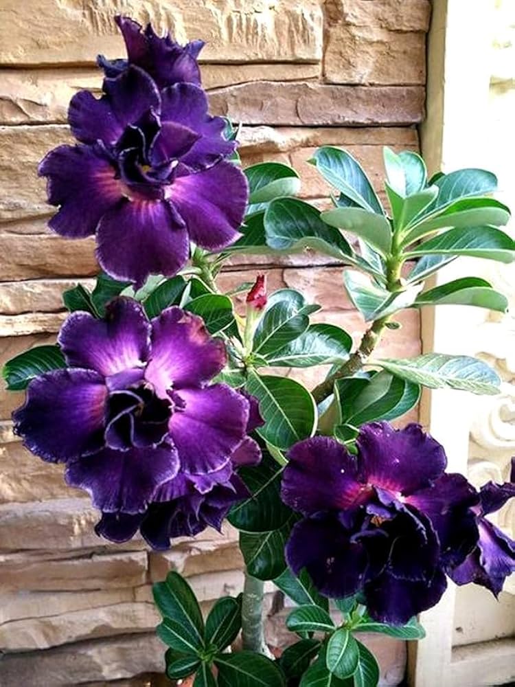 Black-Purple Adenium Plant | Rare Grafted Desert Rose | Double Premium Variety