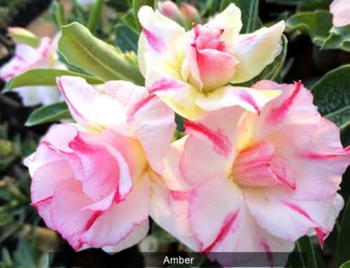 Amber Adenium Plant | White-Pink Double Desert Rose | Premium Grafted Variety