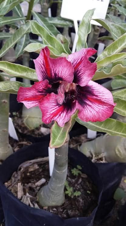 Adenium Deep Pink Black-Throat | Premium Grafted Desert Rose Plant