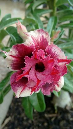 Adenium Red – White Bicolor | Premium Grafted Desert Rose Plant