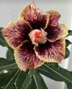 Adenium Yellow – Wine Splash | Premium Grafted Desert Rose Plant