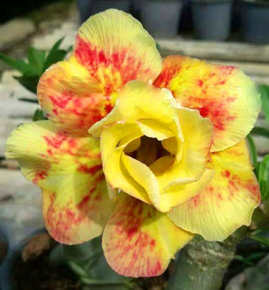 Adenium Yellow – Red Splash | Premium Grafted Desert Rose Plant