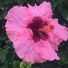 American Pink – Black Eye Hibiscus | Premium Flowering Plant