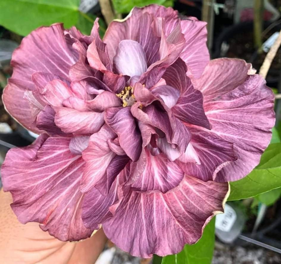 Hybrid Thoka Hibiscus | Rare Smoky Purple Multi-Layer Flower Plant