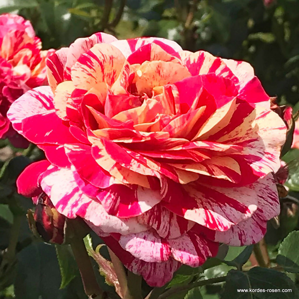 Abracadabra Rose | Rare Striped Grafted Rose Plant