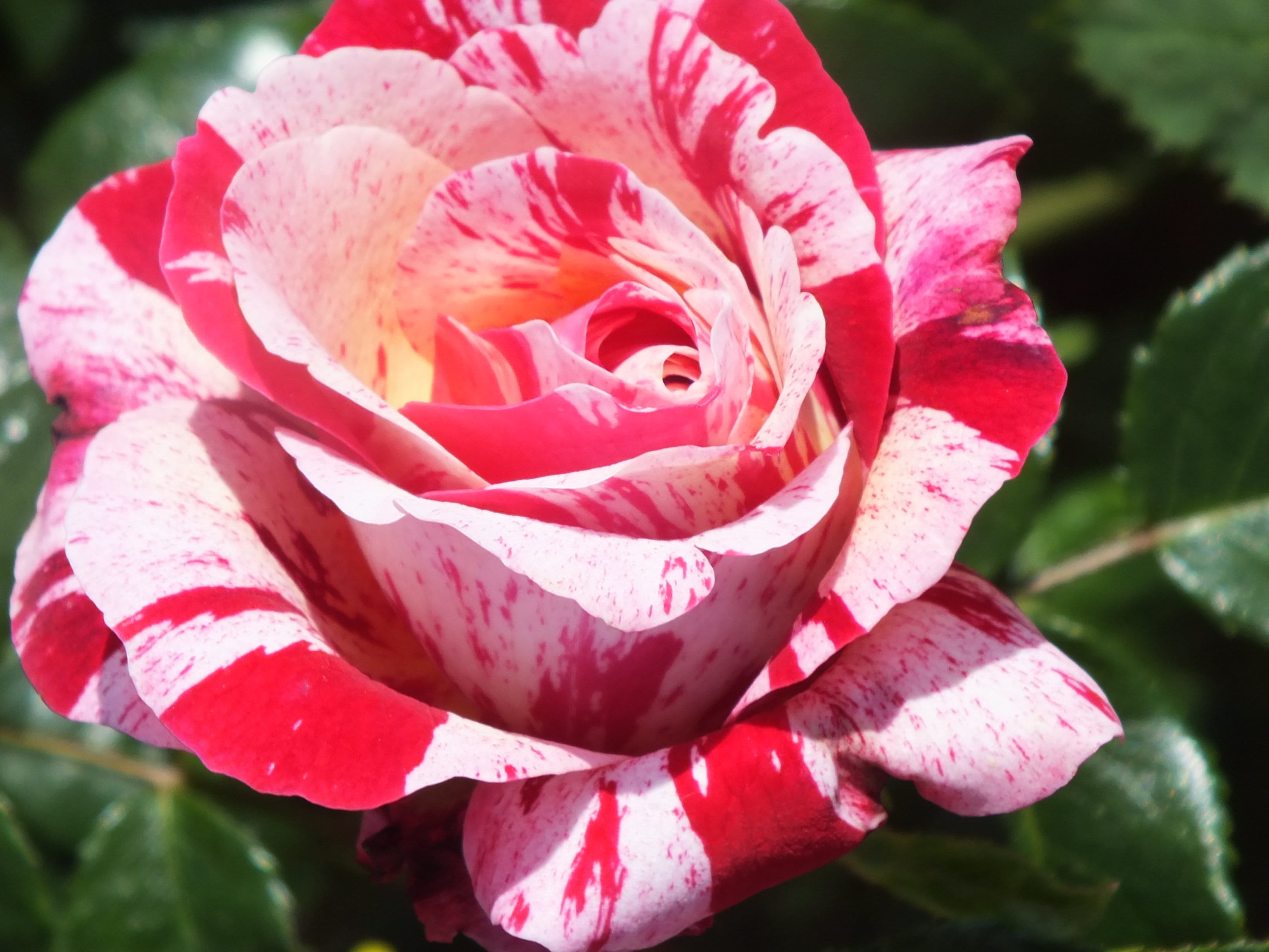 Abracadabra Rose | Rare Striped Grafted Rose Plant — photo 3