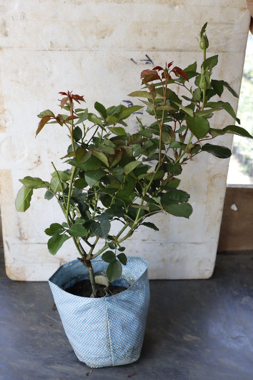 Abracadabra Rose Yellow – Maroon | Rare Striped Grafted Rose Plant — photo 2