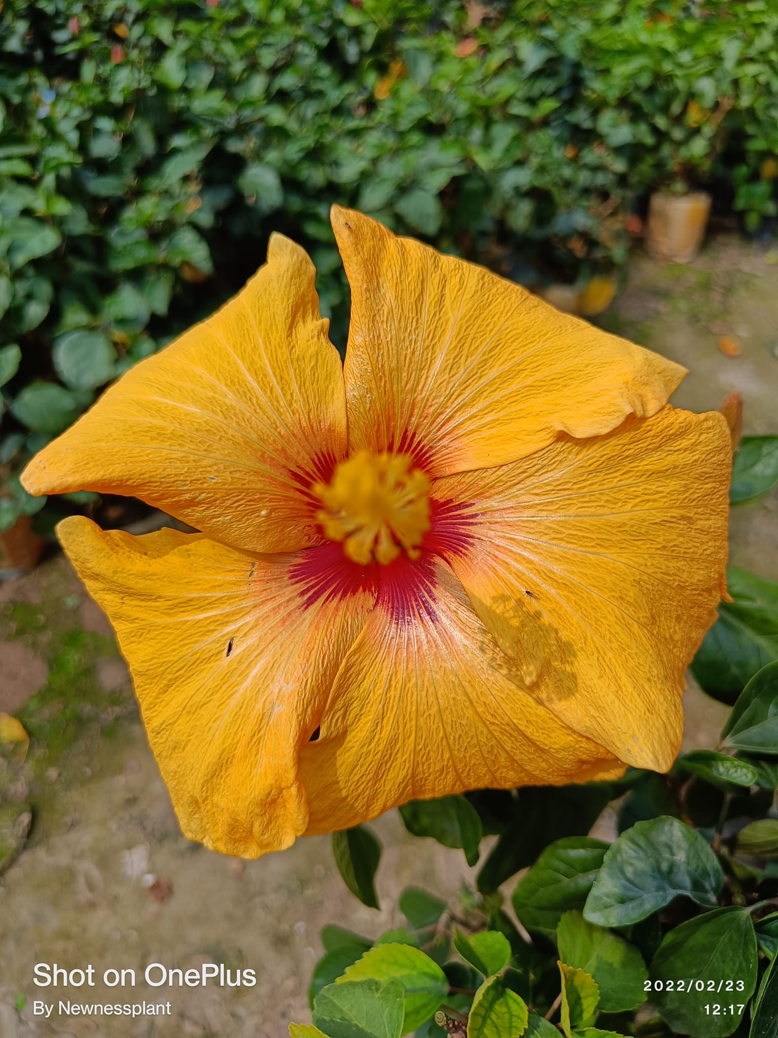 Austrian Yellow – Red Eye Hibiscus | Premium Flowering Plant