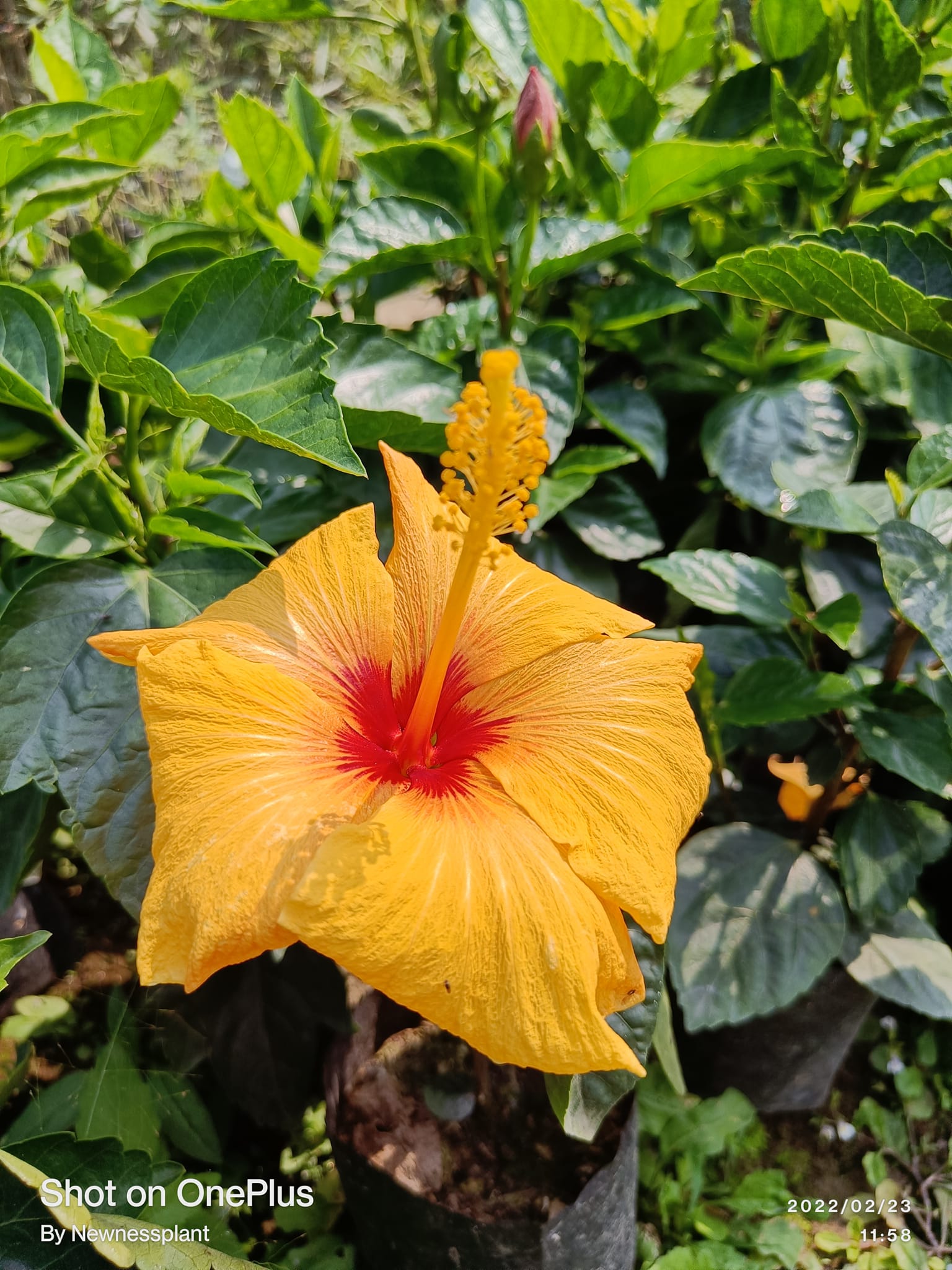 Austrian Yellow – Red Eye Hibiscus | Premium Flowering Plant — photo 2