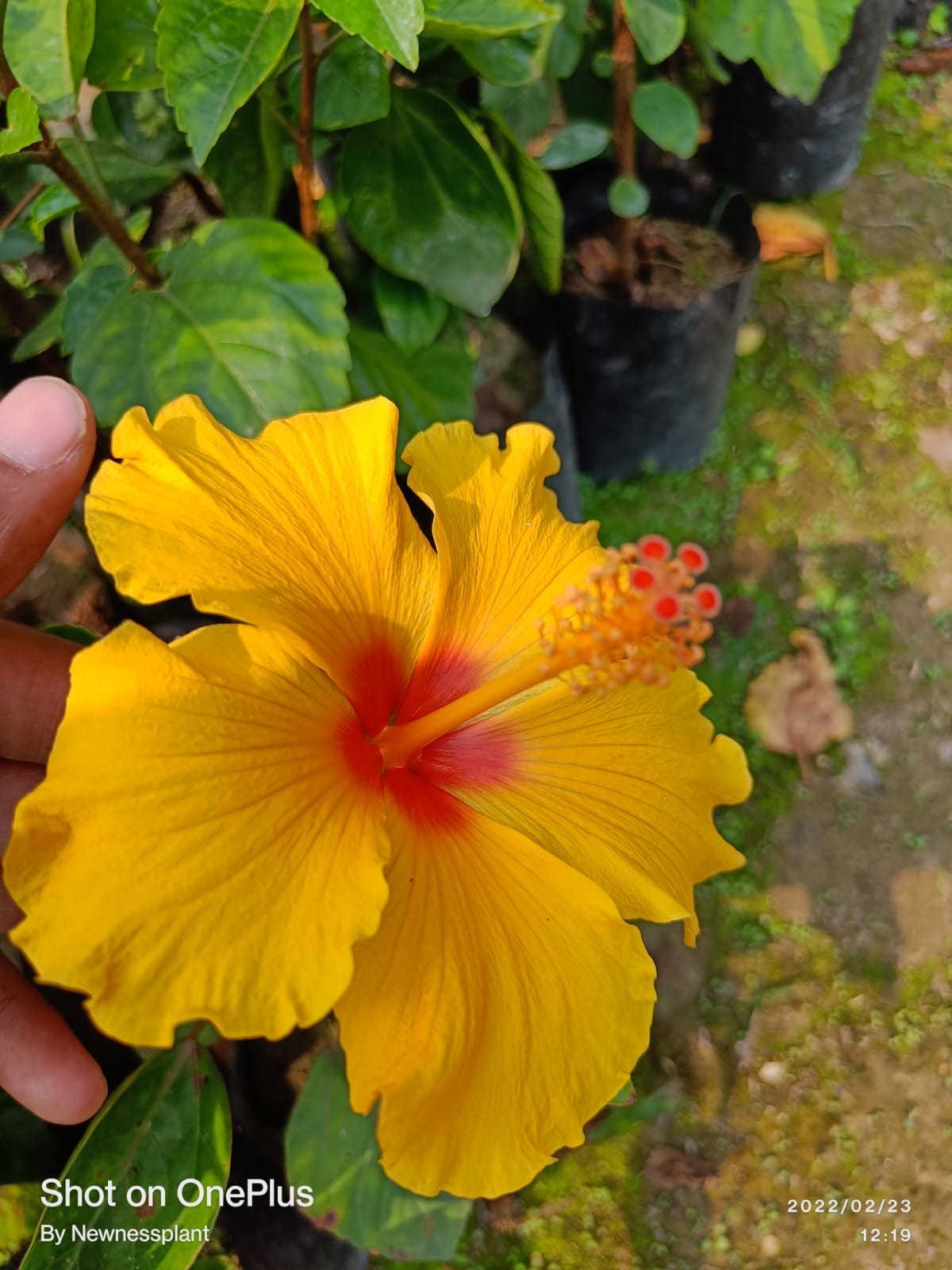 Austrian Yellow – Red Eye Hibiscus | Premium Flowering Plant — photo 3