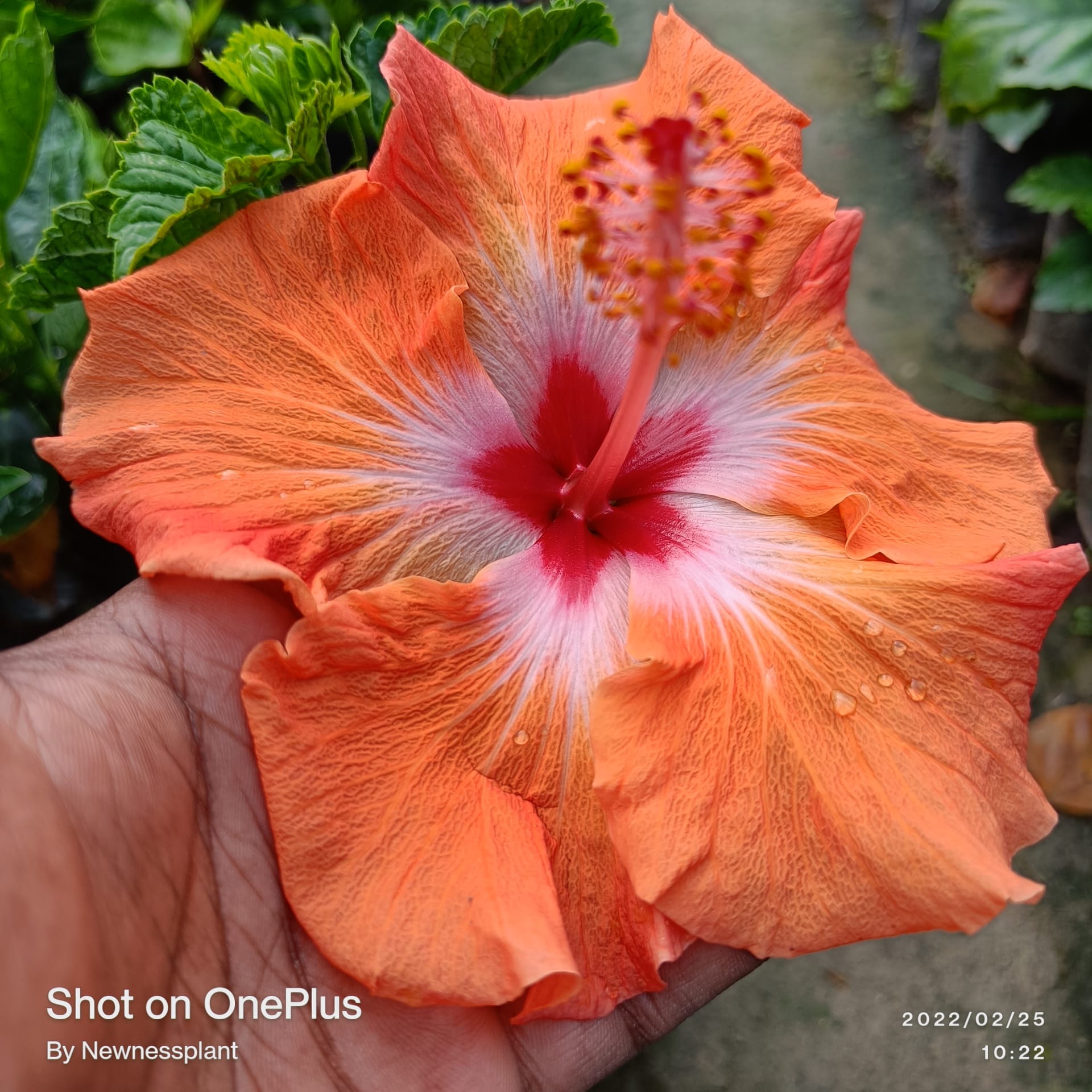 Austrian Orange – Red Center Hibiscus | Premium Flowering Plant