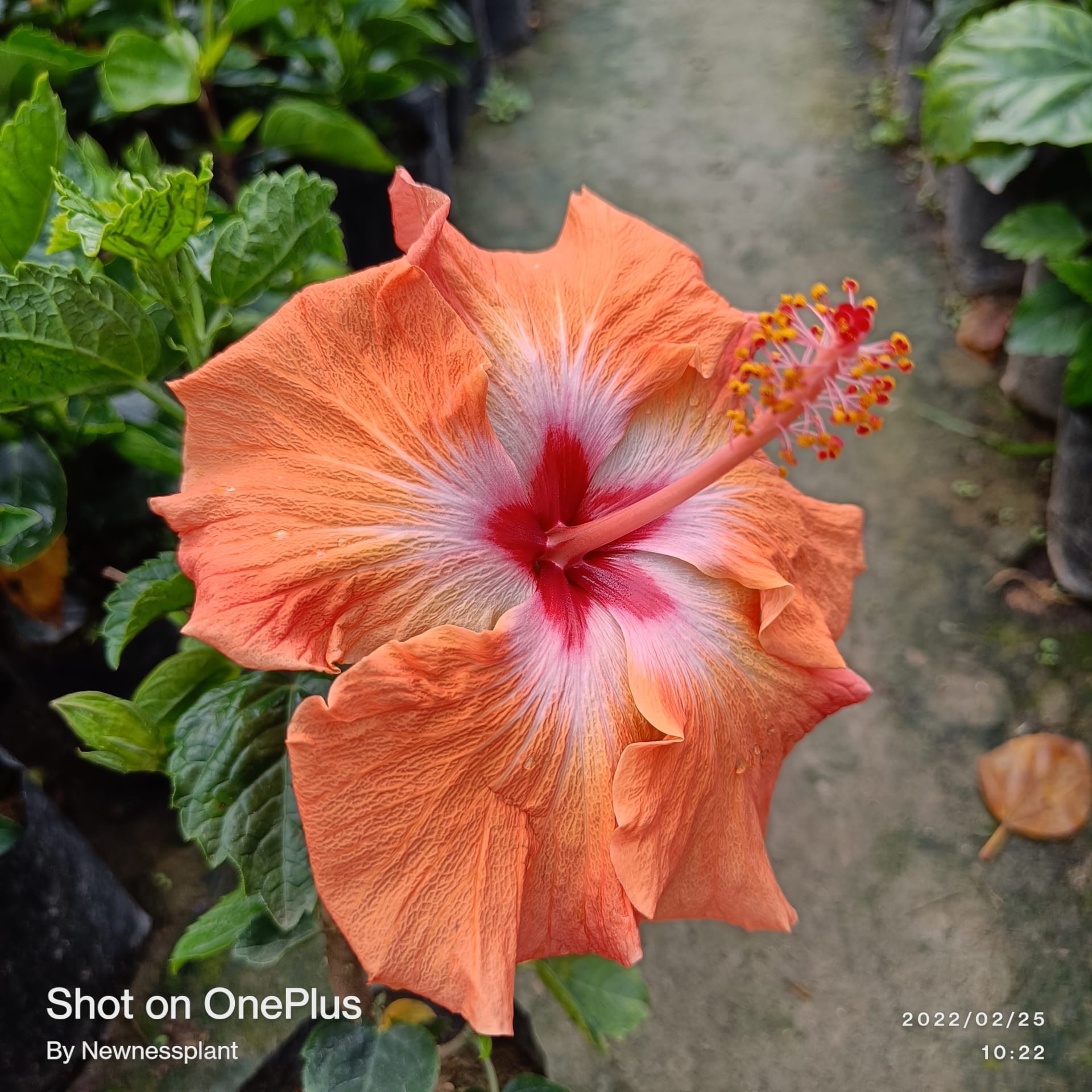 Austrian Orange – Red Center Hibiscus | Premium Flowering Plant — photo 2