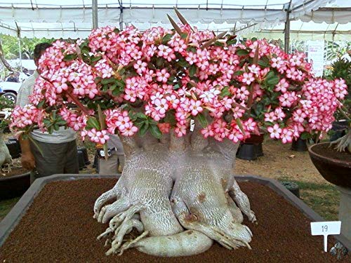 Adenium Arabicum (Desert Rose) | Premium Caudex Bonsai Plant