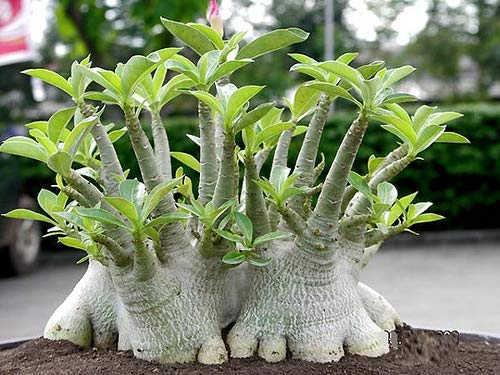 Adenium Arabicum (Desert Rose) | Premium Caudex Bonsai Plant — photo 2