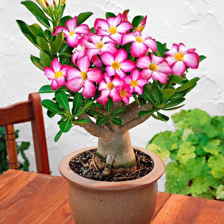 Adenium Arabicum (Desert Rose) | Premium Caudex Bonsai Plant — photo 3