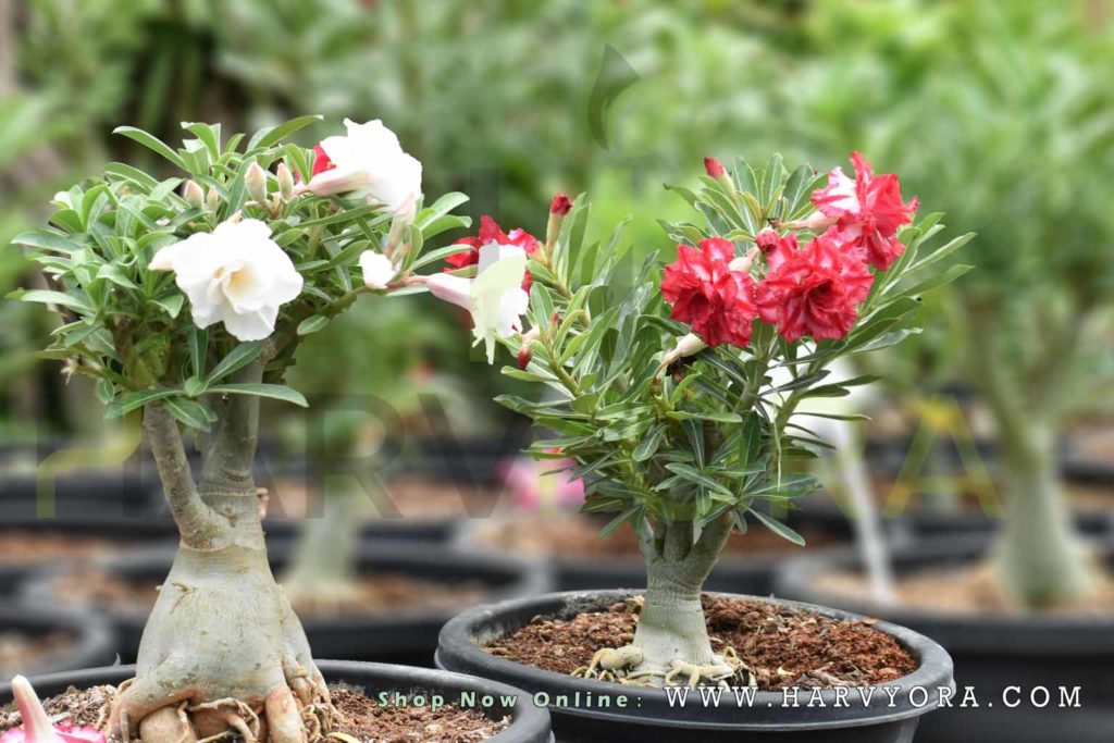 Adenium Arabicum (Desert Rose) | Premium Caudex Bonsai Plant — photo 4