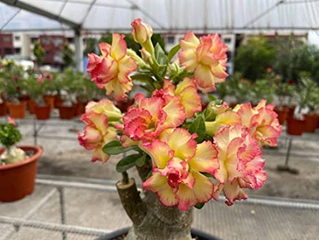 Yellow – Pink Frilled Adenium | Premium Grafted Desert Rose Plant