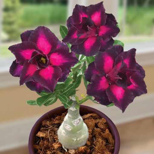 Black Galaxy Adenium | Premium Magenta-Center Grafted Desert Rose